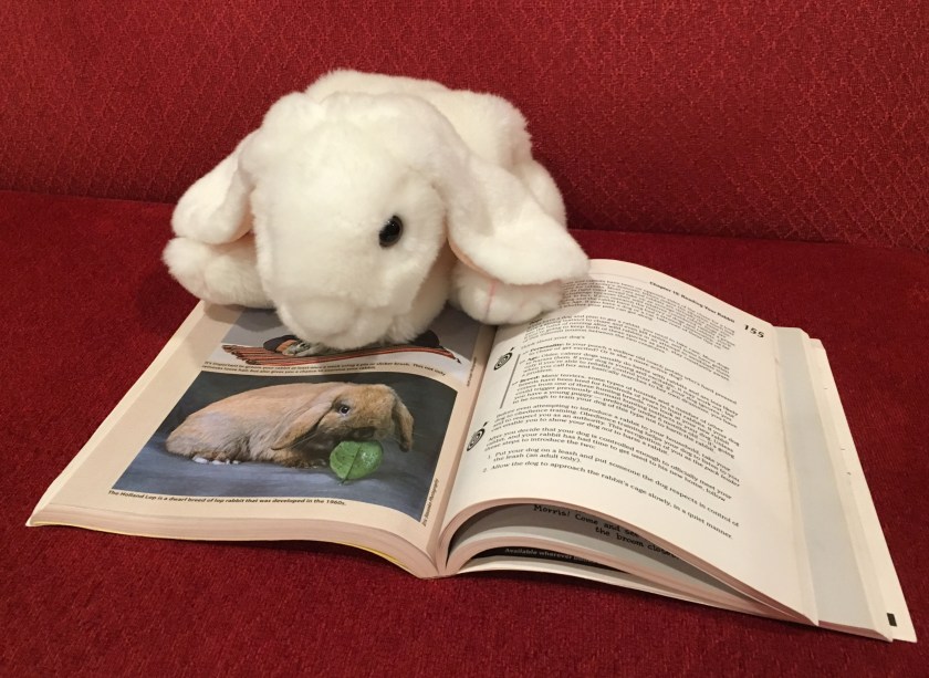 Marshmallow is pointing at a Holland lop rabbit, one of her favorites. 