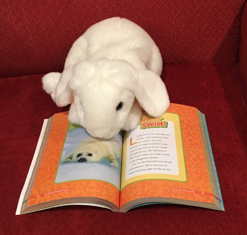 Marshmallow is pointing towards an adorable baby harp seal, the protagonist of only one of the many sweet stories in Animal Friendship! Collection, Amazing Stories of Animal Friends and the Humans Who Love Them by National Geographic Kids.