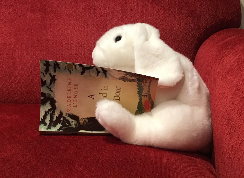 Marshmallow is reading A Wind in the Door by Madeleine L’Engle.