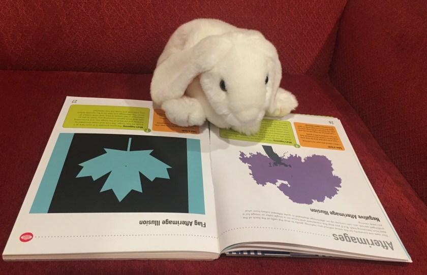 Marshmallow is reading up on afterimages, a special kind of physiological illusion. 