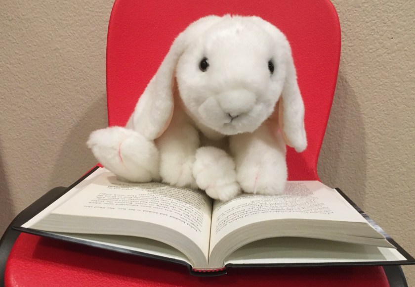 Marshmallow is looking up from reading Refugee by Alan Gratz. 