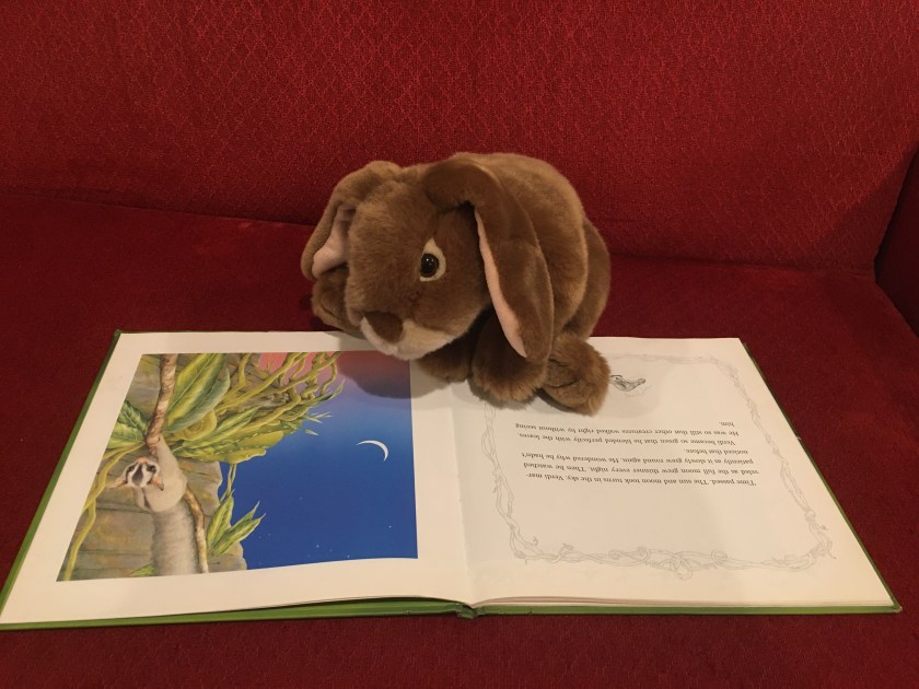 Caramel is rereading his favorite page and looking at his favorite illustration in Verdi by by Janell Cannon.
