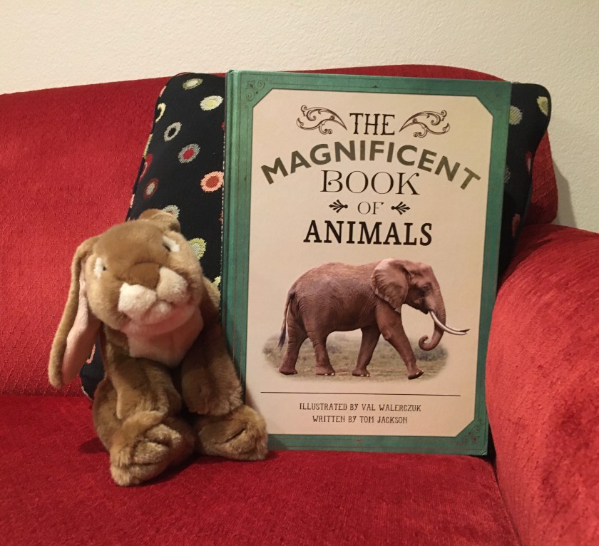 Caramel enjoys reading and looking at the truly magnificent illustrations in The Magnificent Book of Animals, illustrated by Val Walerczuk and written by Tom Jackson.