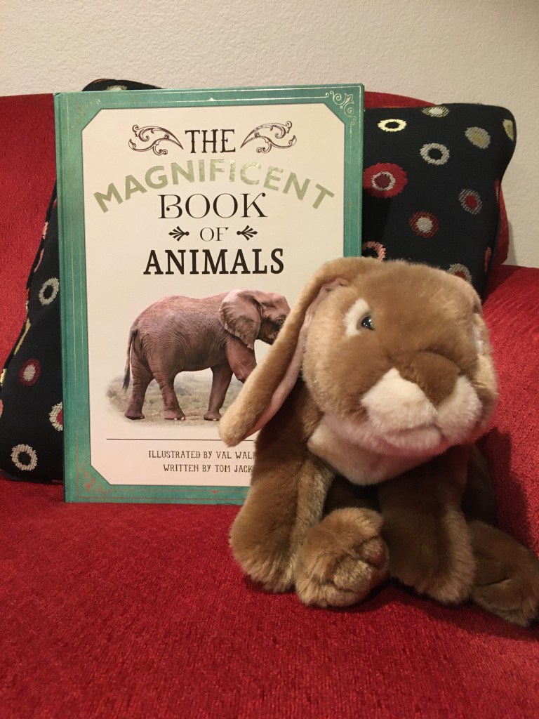 Caramel is showing us how big The Magnificent Book of Animals, illustrated by Val Walerczuk and written by Tom Jackson, is.