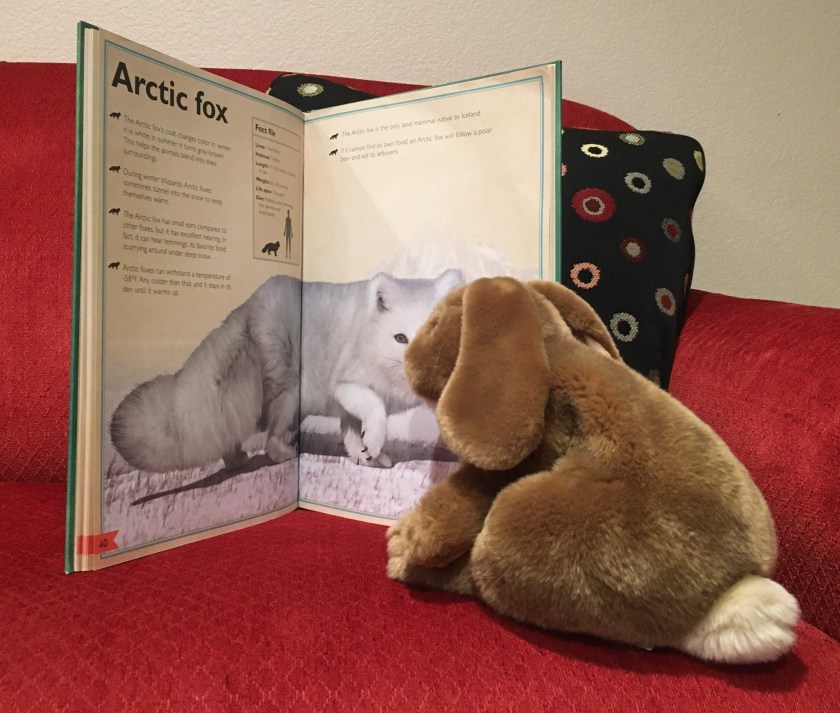 Caramel is checking out the arctic fox in The Magnificent Book of Animals, illustrated by Val Walerczuk and written by Tom Jackson.