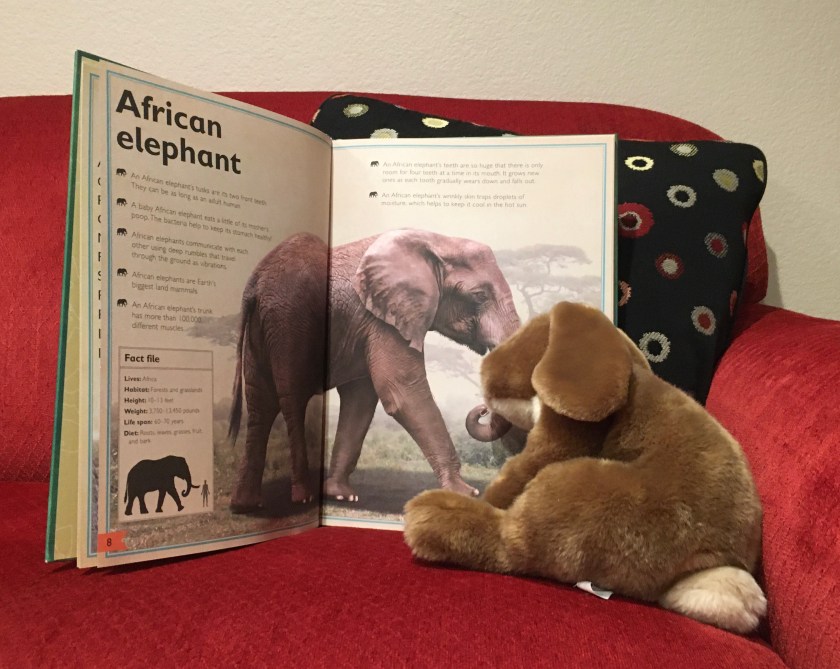 Caramel is reading more about the African elephant in The Magnificent Book of Animals, illustrated by Val Walerczuk and written by Tom Jackson.
