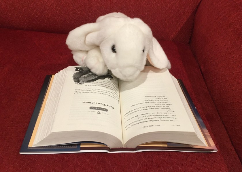 Marshmallow is reading One True King by Soman Chainani (Book 6 of The School for Good and Evil series).