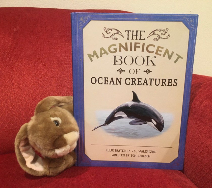 Caramel enjoyed reading The Magnificent Book of Ocean Creatures by Val Walerczuk and Tom Jackson, and is looking forward to many more reads where he will study once again the many amazing creatures of the world's oceans. 