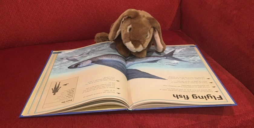 Caramel is reading his favorite pages (about flying fish) in The Magnificent Book of Ocean Creatures by Val Walerczuk and Tom Jackson. 