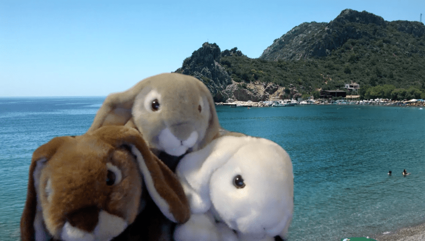 Sprinkles, Marshmallow, and Caramel enjoying a beautiful beach.