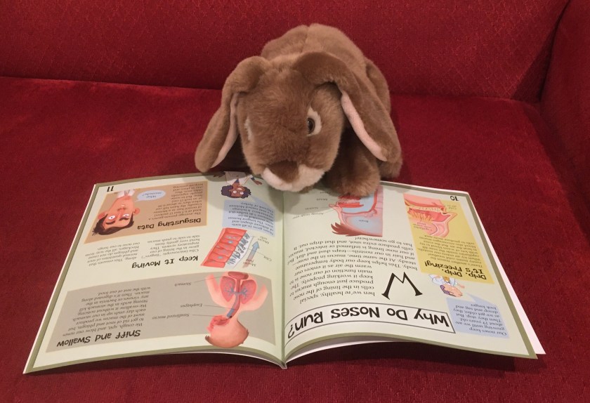Caramel is reading about runny noses in The Science of Snot and Phlegm: The Slimy Truth about Breathing by Fiona MacDonald. 