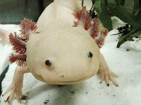 An axolotl in captivity, image by th1098, taken from https://en.wikipedia.org/wiki/Axolotl#/media/File:AxolotlBE.jpg 