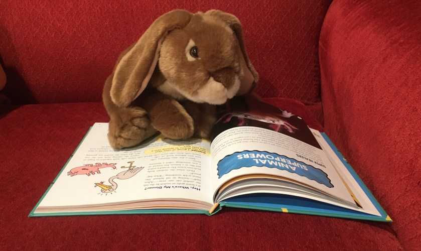 Caramel is reading the Brains On! book It's Alive: From Neurons and Narwhals to the Fungus Among Us, by Molly Bloom, Marc Sanchez, and Sanden Totten. Here he is checking out the section on Animal Superpowers. 