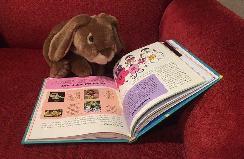 Caramel is reading the Brains On! book It's Alive: From Neurons and Narwhals to the Fungus Among Us, by Molly Bloom, Marc Sanchez, and Sanden Totten. Here he is looking at the section on "the rose that went to space". 