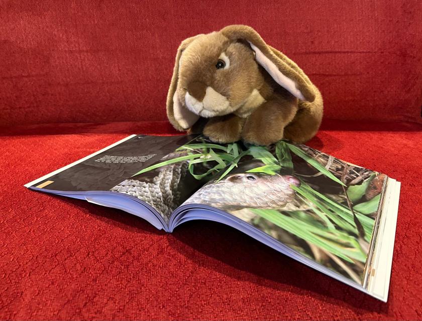 Caramel is reading Pangolins by Lisa Fanton. 