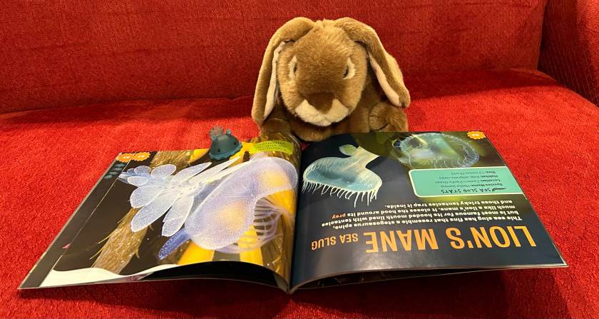 Caramel and his new squishy friend are reading Sea Bunnies by Kelly Hargrave.