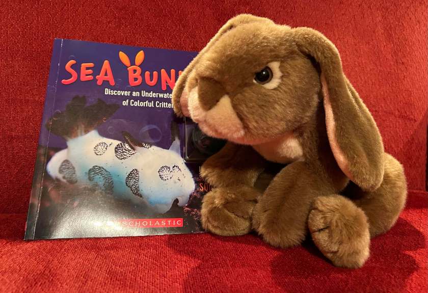 Caramel reviews Sea Bunnies by Kelly Hargrave.