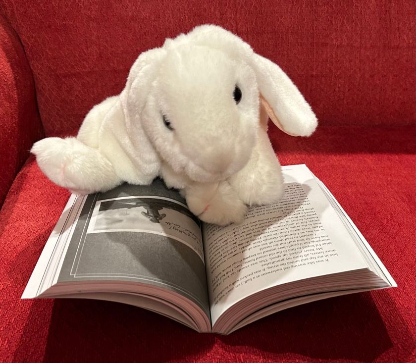 Marshmallow is reading Miss Peregrine's Home for Peculiar Children by Ransom Riggs. 