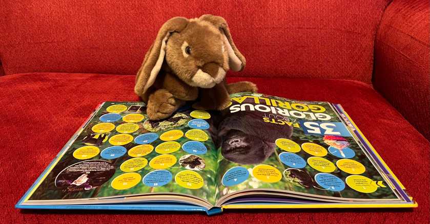 Caramel is reading 5000 Awesome Facts (About Animals) by National Geographic Kids. 