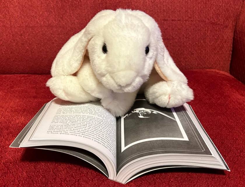 Marshmallow is reading Hollow City: The Second Novel of Miss Peregrine's Peculiar Children by Ransom Riggs.