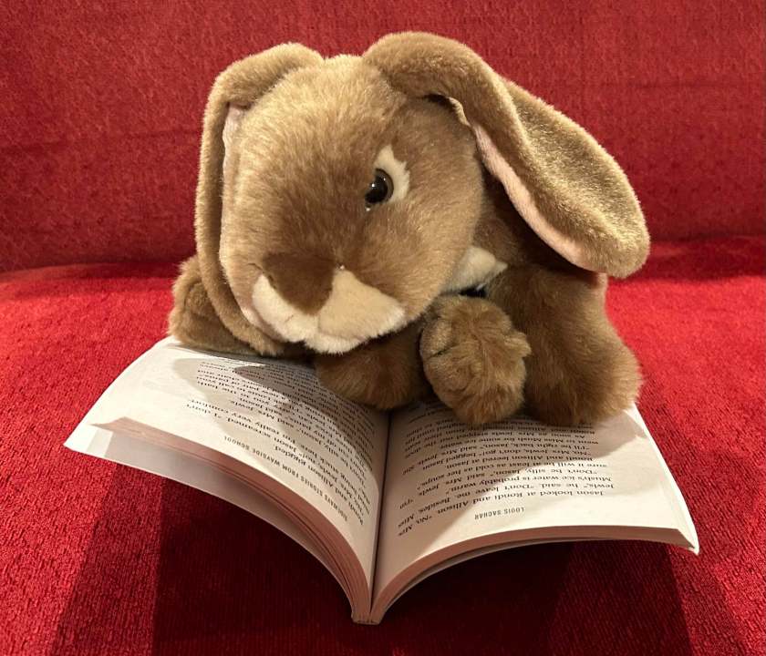 Caramel is reading Sideways Stories from Wayside School by Louis Sachar.