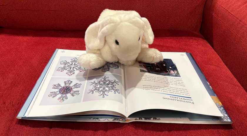 Marshmallow is reading The Secret Life of a Snowflake: An Up-Close Look at the Art and Science of Snowflakes by Kenneth Libbrecht.