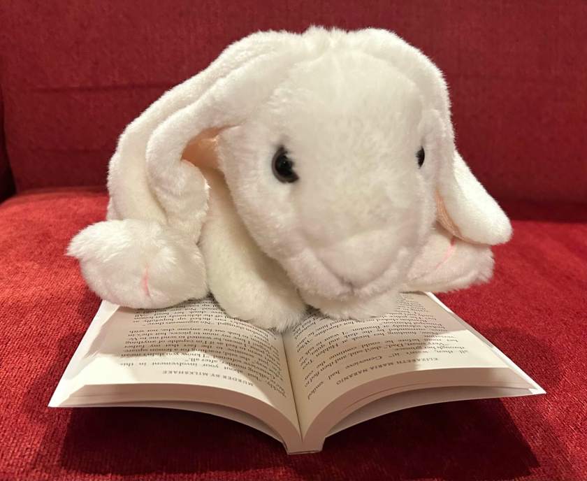 Marshmallow is reading Murder by Milkshake: A Sweet Dreams Mystery by Elizabeth Maria Naranjo.
