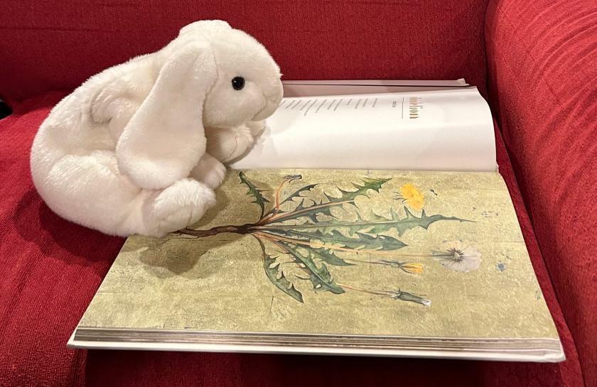 Marshmallow is reading The Lost Words: A Spell Book written by Robert Macfarlane and illustrated by Jackie Morris.