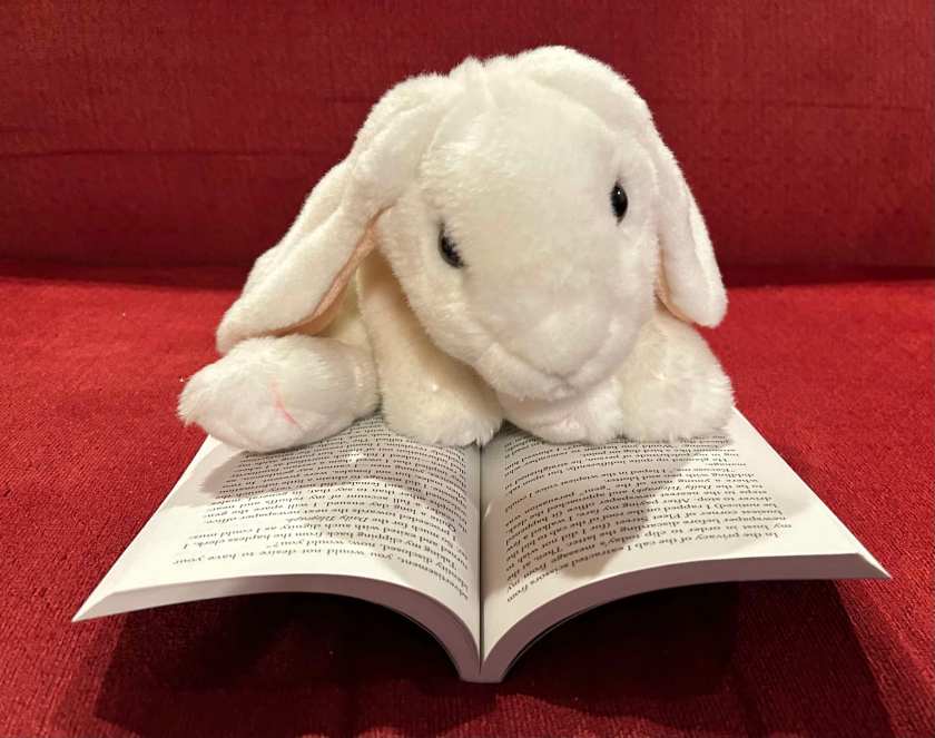 Marshmallow is reading Enola Holmes: The Case of the Bizarre Bouquets by Nancy Springer.