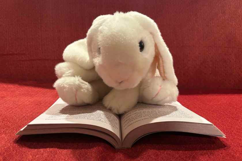 Marshmallow is reading Onyeka and the Rise of the Rebels by Tọlá Okogwu.