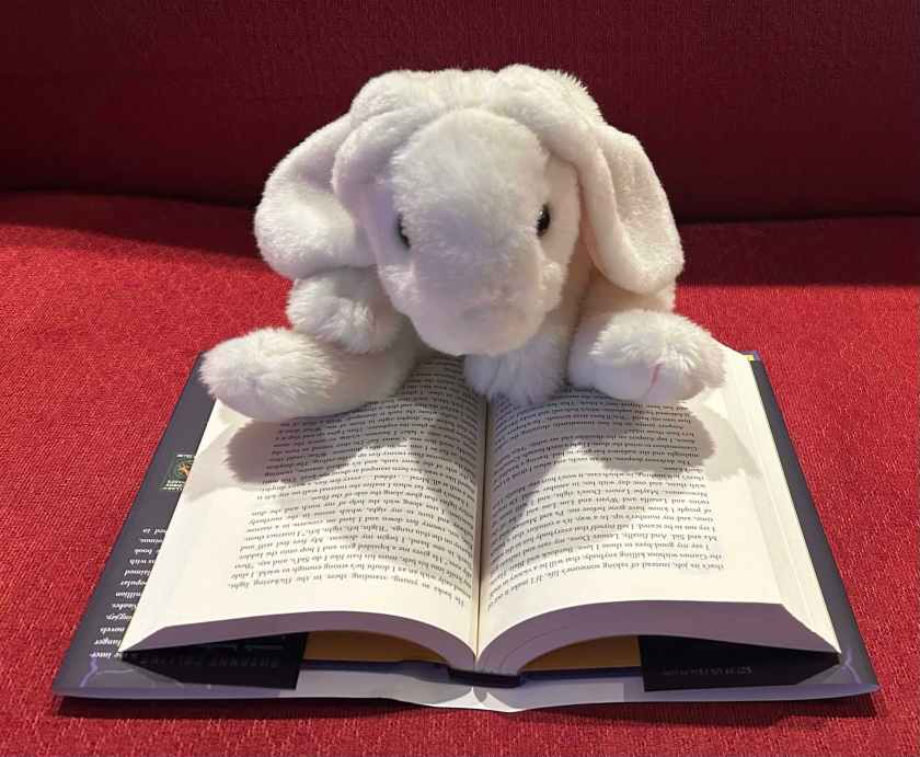 Marshmallow is reading Sunrise on the Reaping by Suzanne Collins.