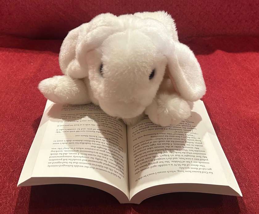 Marshmallow is reading Dear Debbie by Freida McFadden.