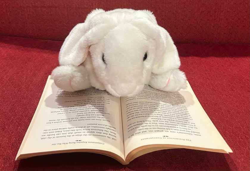 Marshmallow is reading Contentment: A Way to True Happiness by Robert A. Johnson and Jerry M. Ruhl.