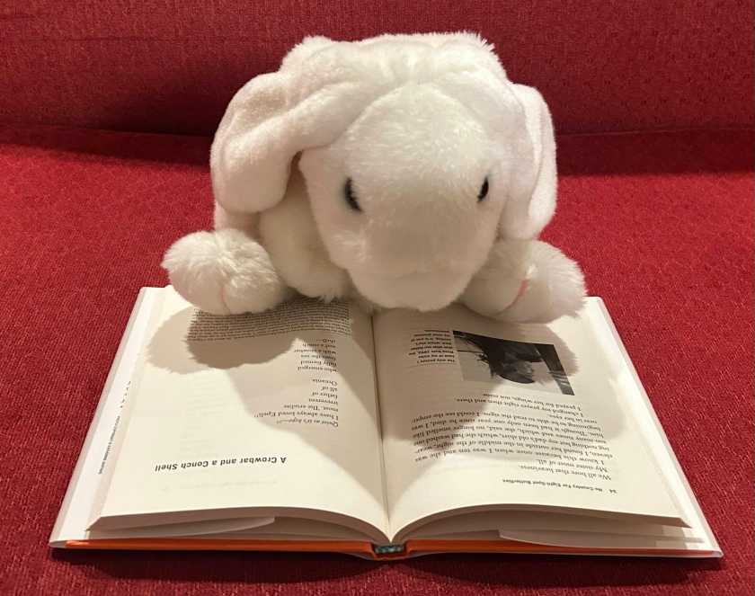 Marshmallow is reading No Country for Eight-Spot Butterflies by Julian Aguon.